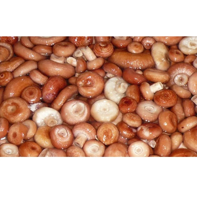Eco-Friendly Coral Milk Caps Weight on Agreement (Lactarius torminosus) Mushrooms Grown in Clear and Wild Forests