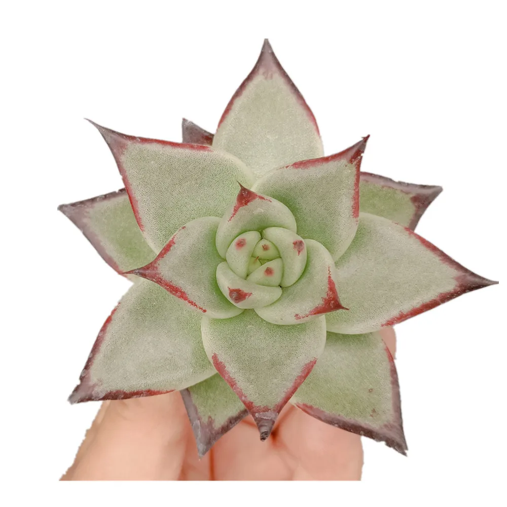 
w552 Echeveria Ebony Super Colon Live Succulent Plants Potted Gardening Floral Mini Natural Indoor Live Plant 