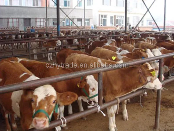 Betain hcl 98% additives feed manufacture for animal feed