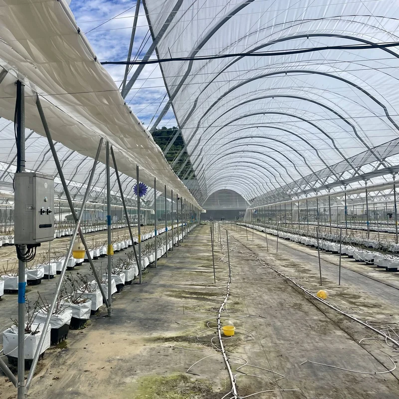 Blueberry plastic film tunnel greenhouse hydroponics system with irrigation