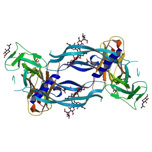
Factory Supply High Purity Peptide Vascular Endothelial Growth Factor A 