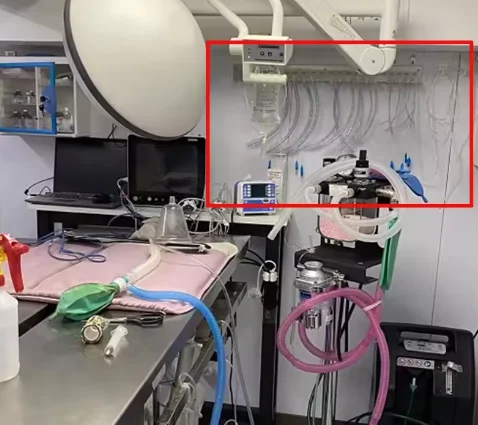 Bronchial and Tracheal Stent Wall-mounted Endotracheal Tube Holder Veterinary Instrument Stainless Steel ET Tube Hanging Rack