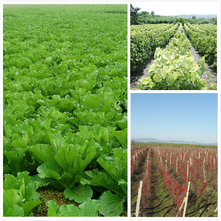 
High Quality Eicosapentaenoic Acid EPA powder 