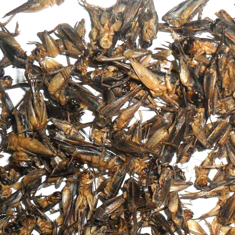 Factory direct supply Microwave dried cricket cricket, fish, bird and turtle pet food, high quality feed black soldier fly