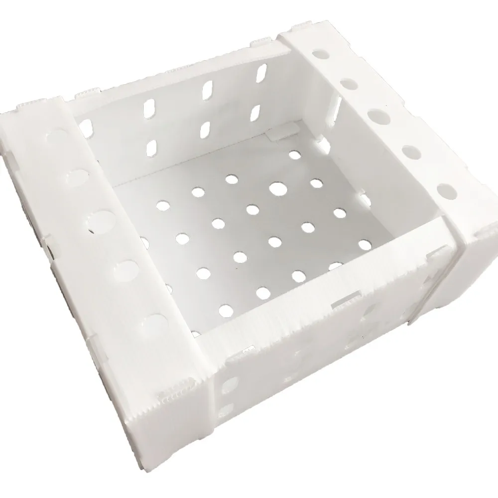 Foldable PP Corrugated corflute Plastic Okra Box