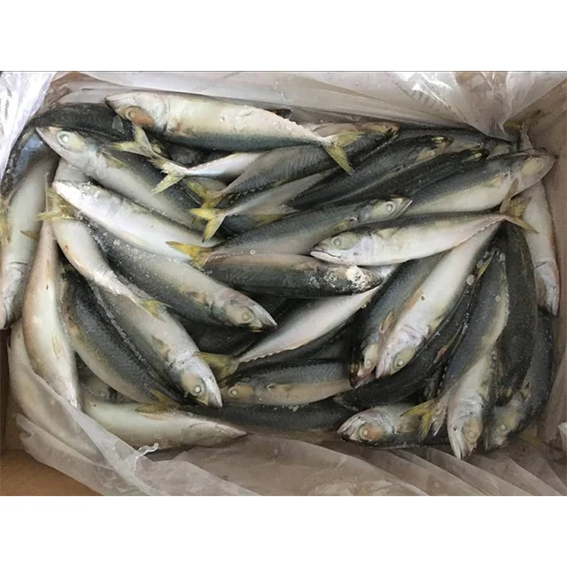 China Top Sale New Season Sea Catch IQF Frozen Pacific Mackerel WR Scomber Japonicus Fish