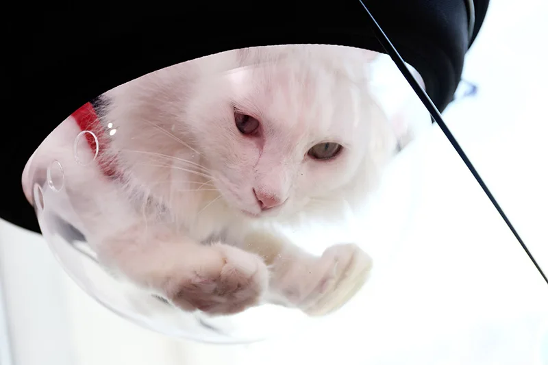  2020 кошачий космический корабль прозрачный гамак с окошком безопасная кровать прочными сверхпрочными присосками для