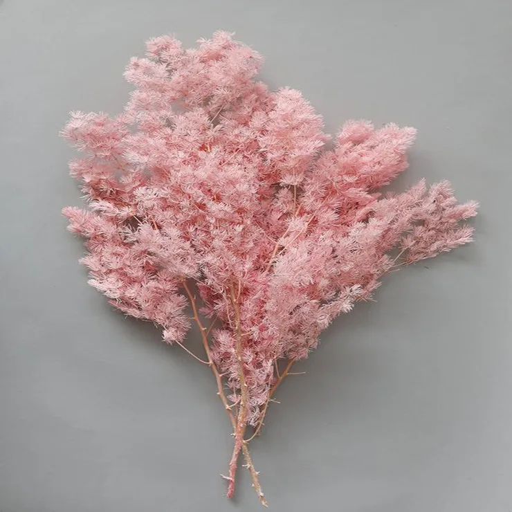 2021 hot sale preserved Asparagus myriocladus ming fern for flower arrangements