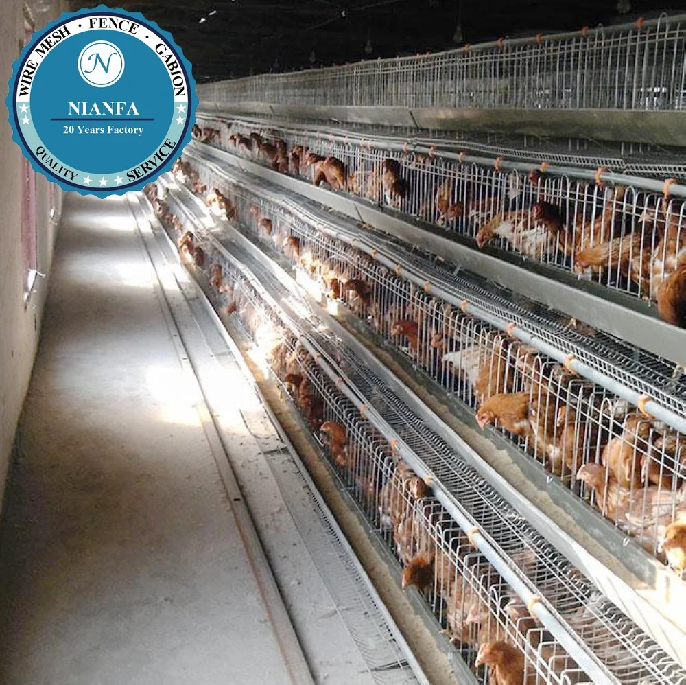 A Type 120 128 160 Birds Capacity Egg Layer Chicken Cage for South Africa Kenya