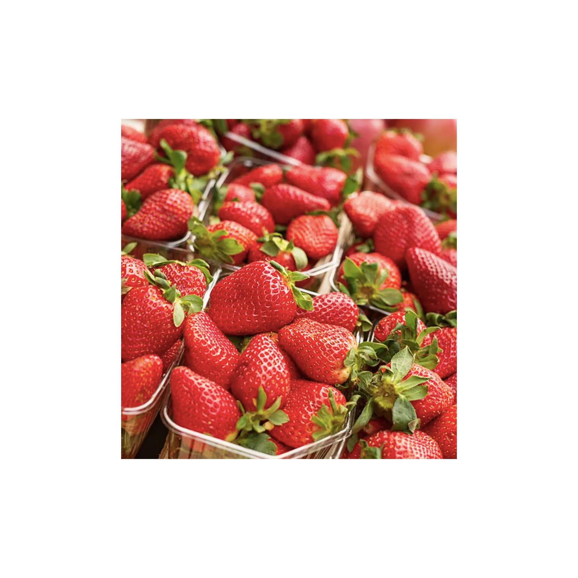 Wholesale high quality purchase specification fresh whole sweet tomatoes