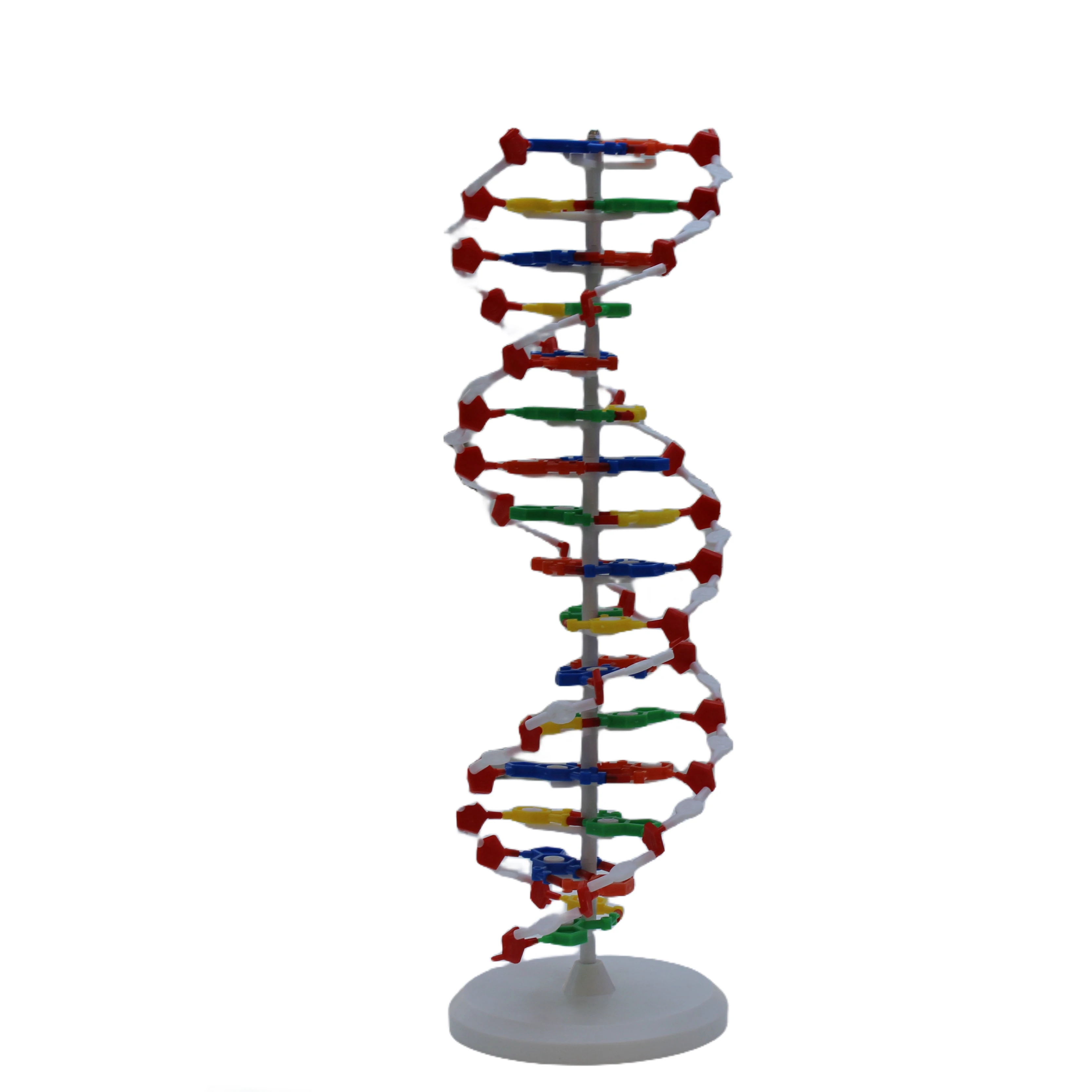 Высококачественная медицинская тренировочная человеческий ген DNA цвет двойная спираль модель