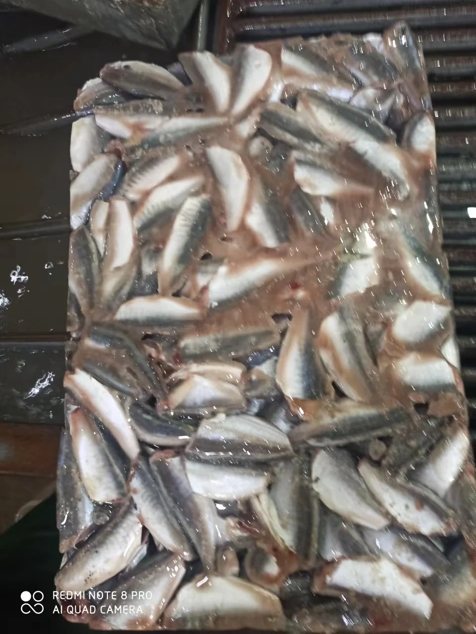 HGT Horse mackerel fish Chinese seafood head off tail off round scad 7-9cm 9-11cm frozen fish basa fish