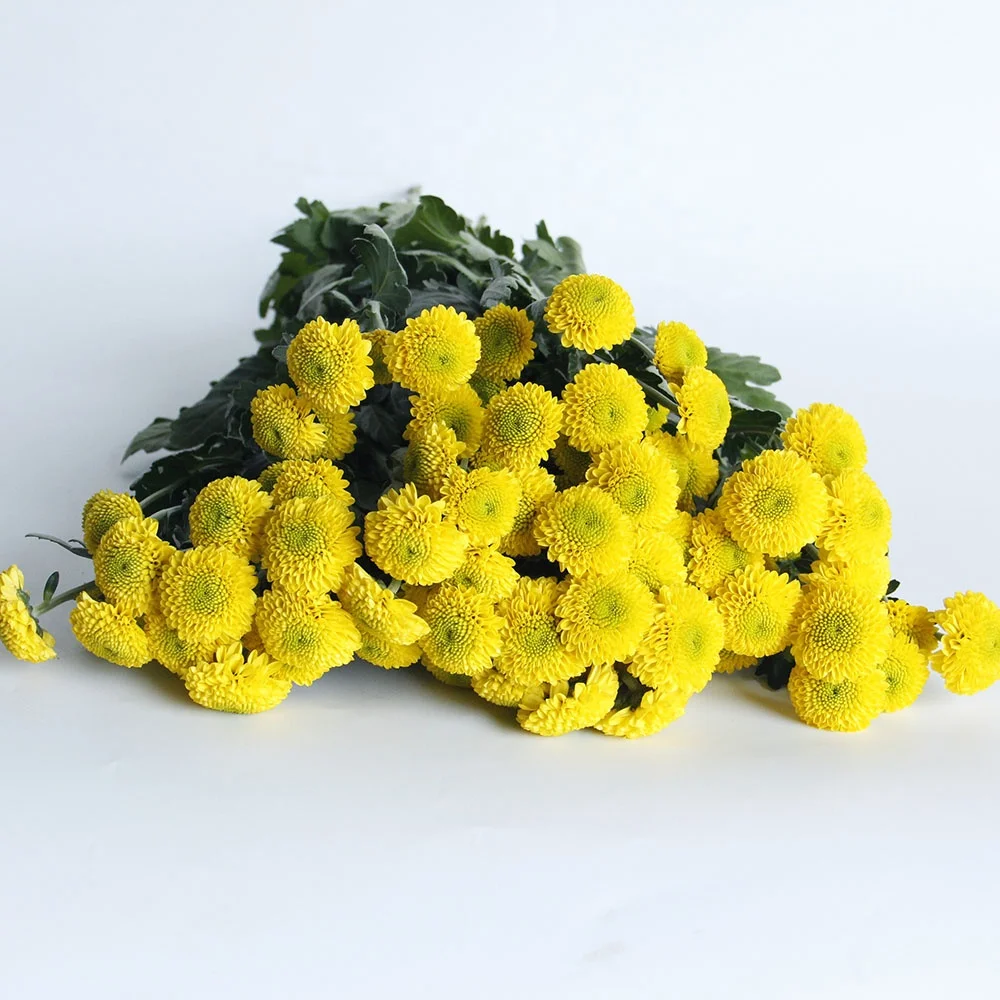 New Style Sprayed Chrysanthemums Kaku Fresh Cut Flowers Bouquet Wedding Home Decor