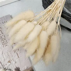 Best Selling Real touch dried flower wedding home decor colorful dry lagurus Ovatus Bunny rabbit tail grass