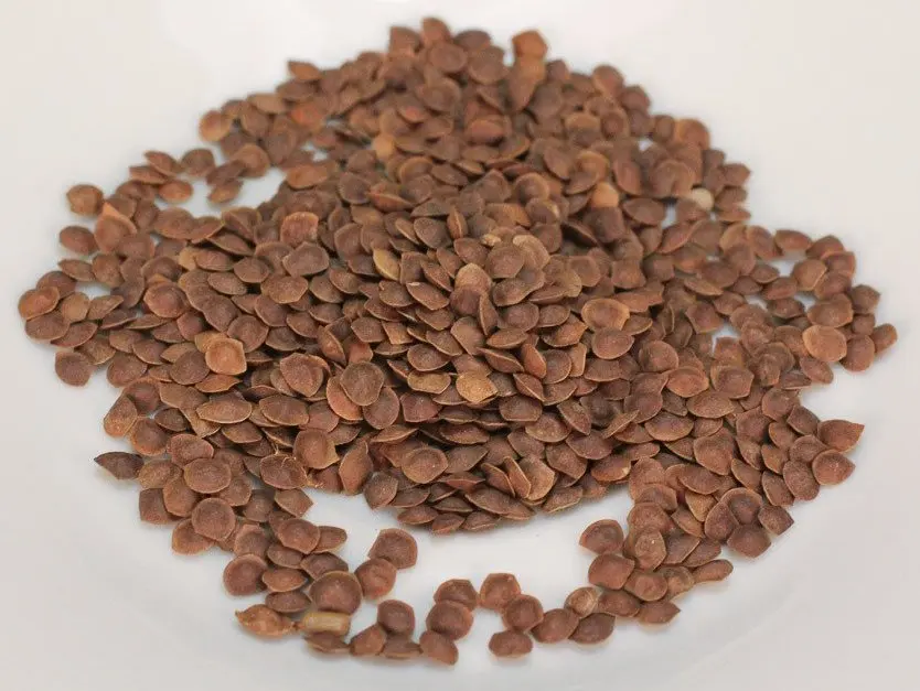 Best Price Mimosa Pudica Fruits Powder From India