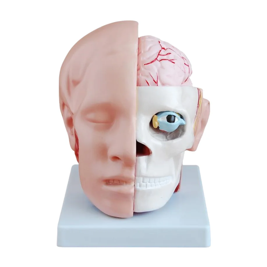 ADA  teaching anatomical Brain with Arteries on Head and Head with Brain for Disease Demonstration Medical Teaching Tool