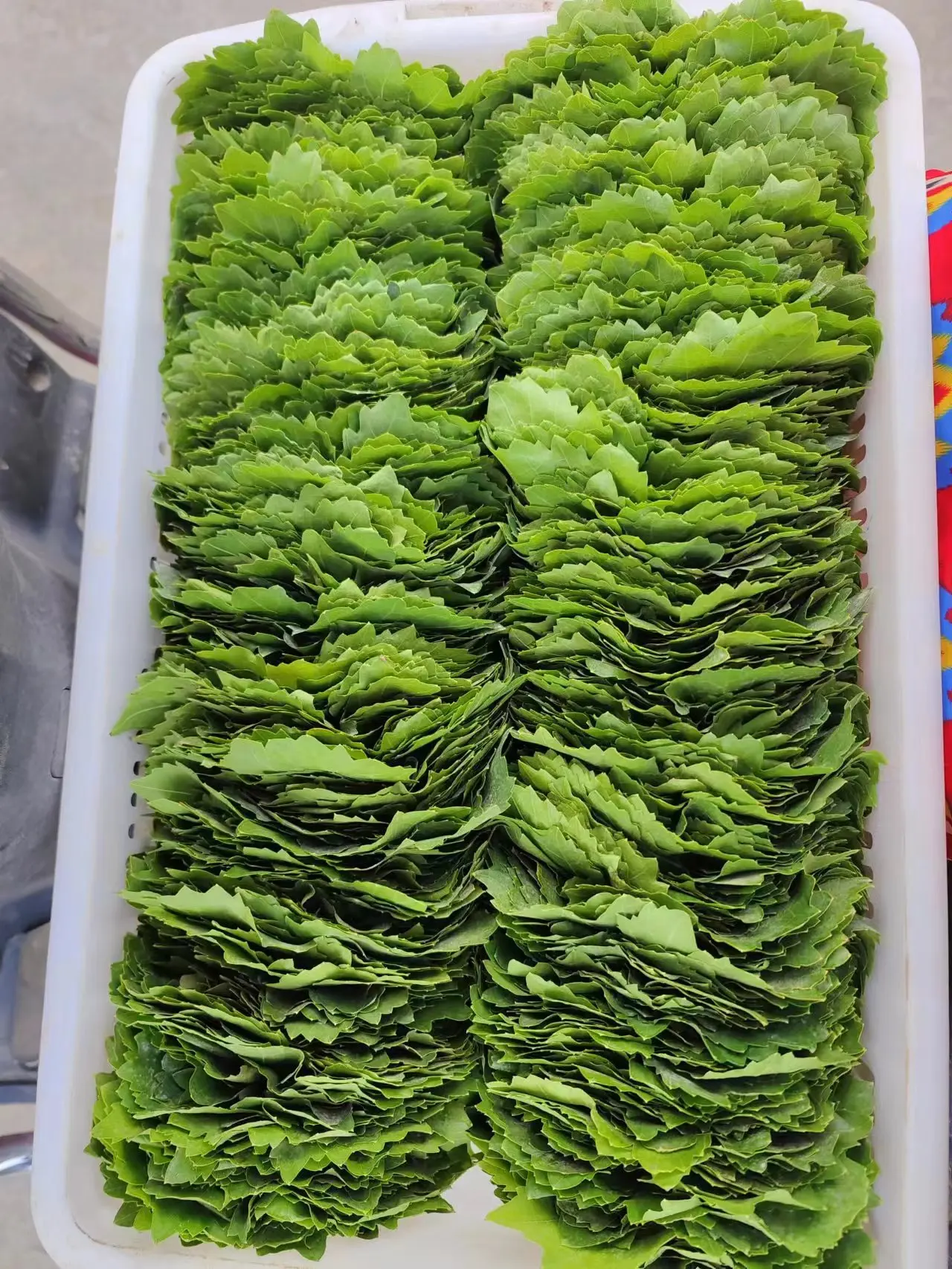 %100 Natural Vine Leaves in Brine Best PRICE  Vine Leaves in Drums in Jar