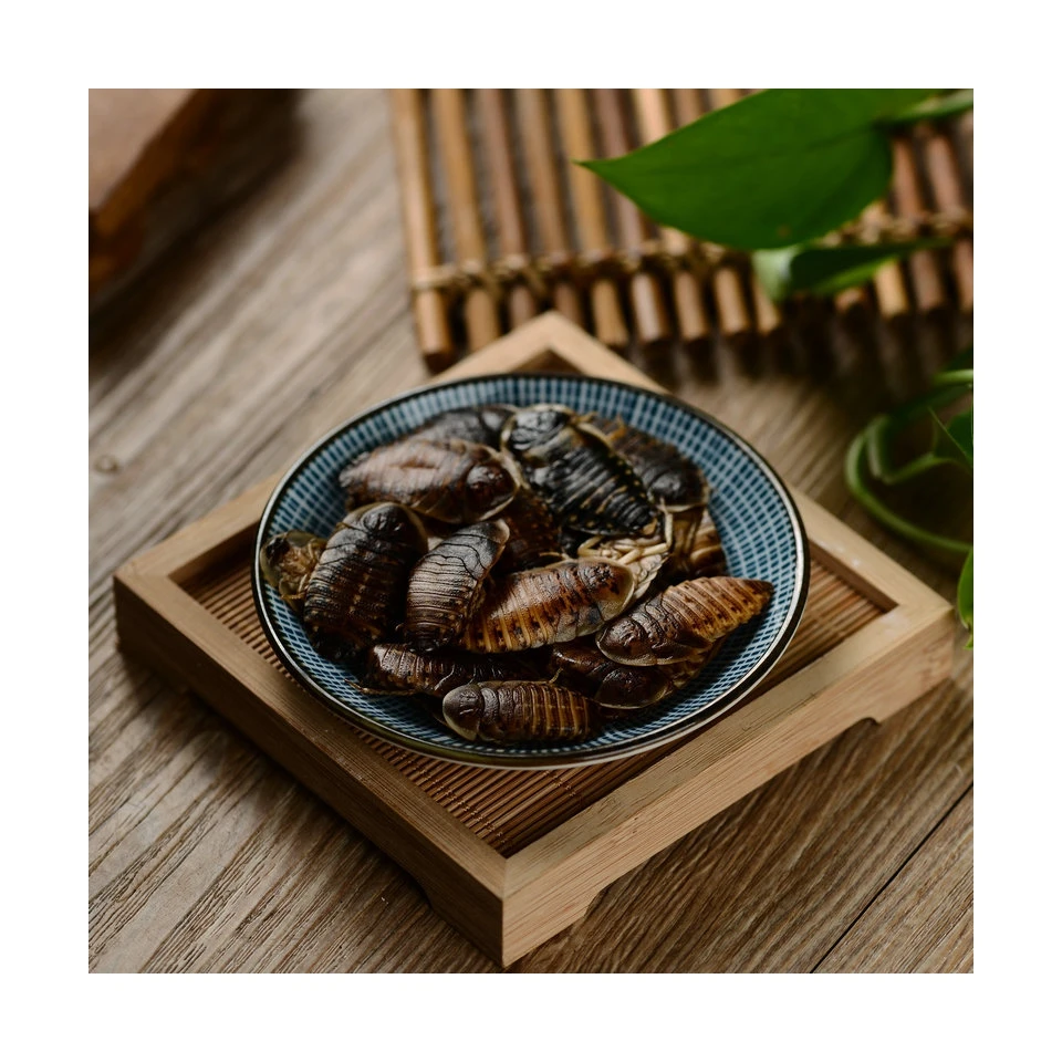Wholesale Insect Food Edible Crispy Delicious Dubia Cockroach Worm