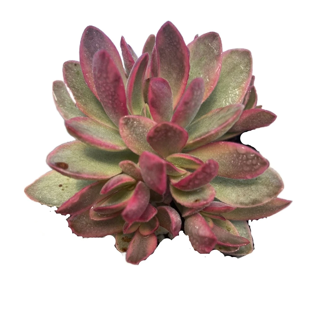 Production of natural succulents for indoor small office decoration