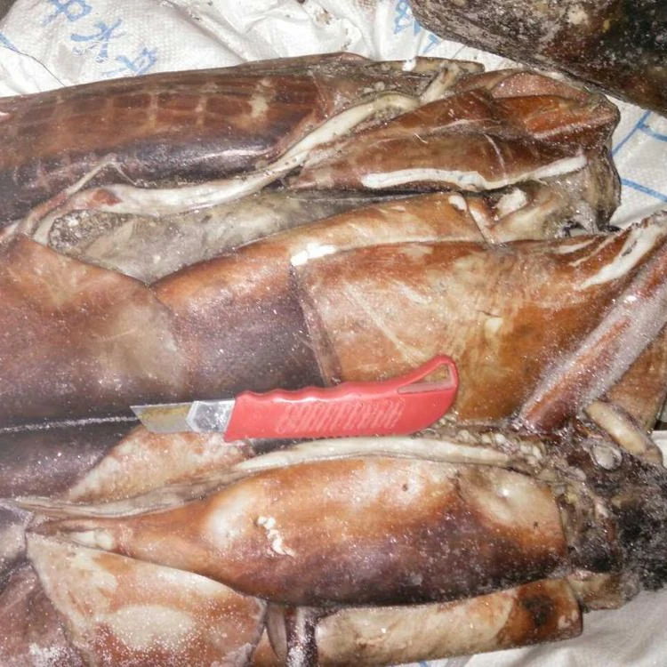 Giant Squid for bait