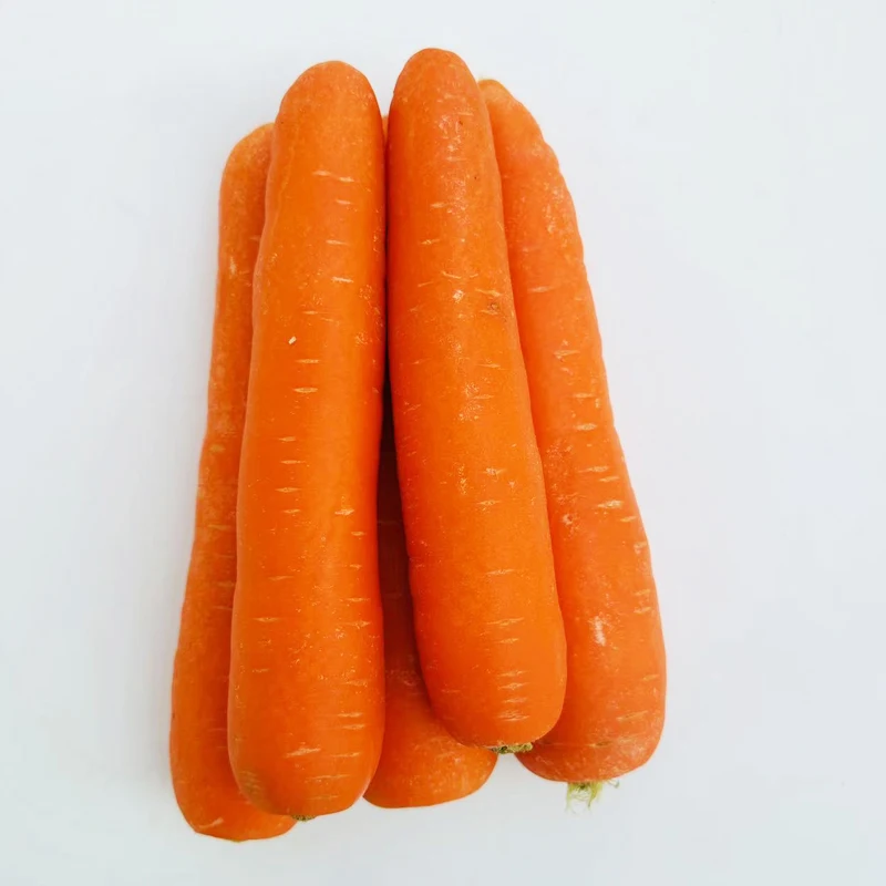 Hot Sale & High Qualitynuisanceless Healthy Nutritious Wholesale Carrot For Farm Direct Sales