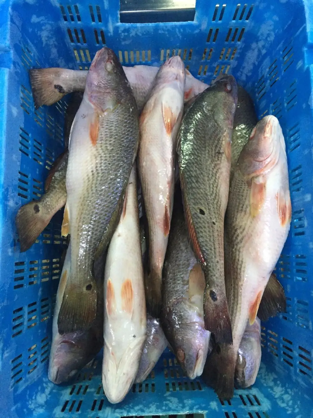 frozen red drum fish China export 700-1000g 1000-2000g 2000+g  whole round redfish 10lbs 1kg/bag bulk iwp