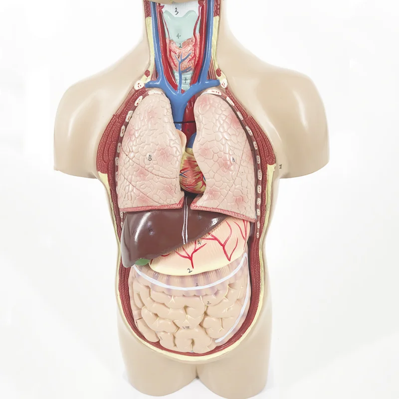 YA/T021 Life Size  42cm Sexless Human Torso 12 Parts