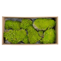 Premium Natural Green Decorative Real Pillow Moss Bun Moss Preserved Pole Moss musgo preservado