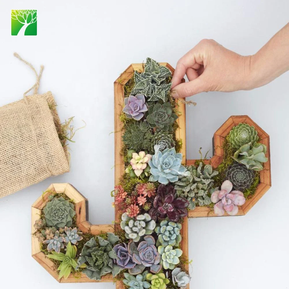 
Plant farm wholesale redwood cactus kit indoor decoration cactus plant 