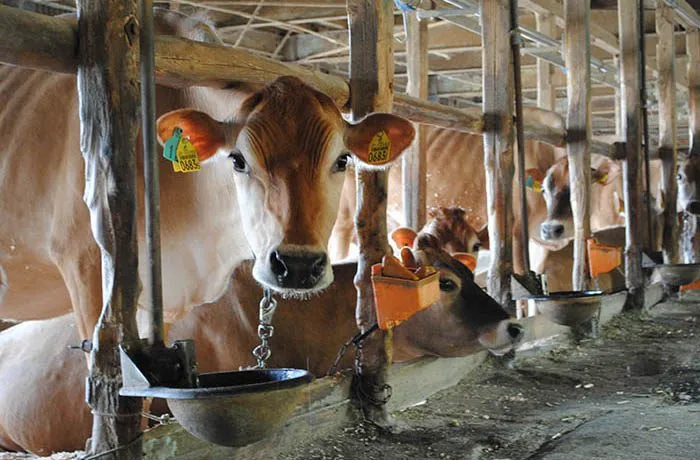 Mellow deep and delicious flavor tasty delicious soy sauce supplier