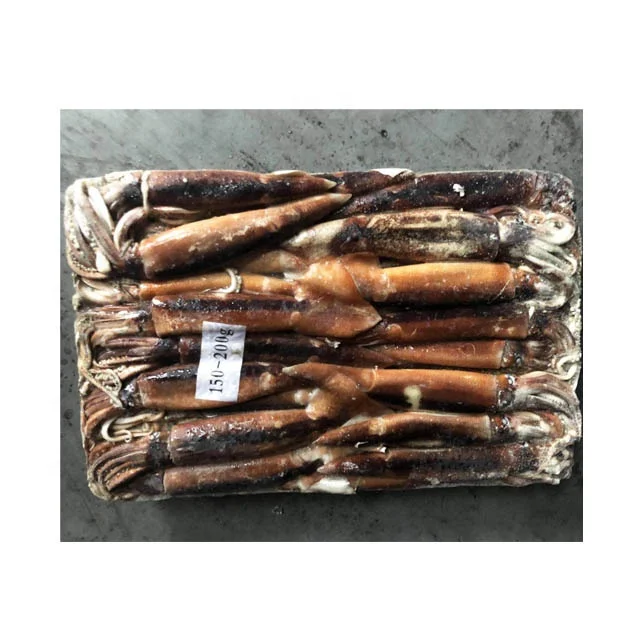 China Origin Frozen Todarodes Pacificus Squid Whole Round