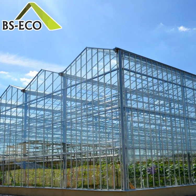 Venlo Multi-span Glass Greenhouse for Commercial with Indoor Hydroponic NFT Systems