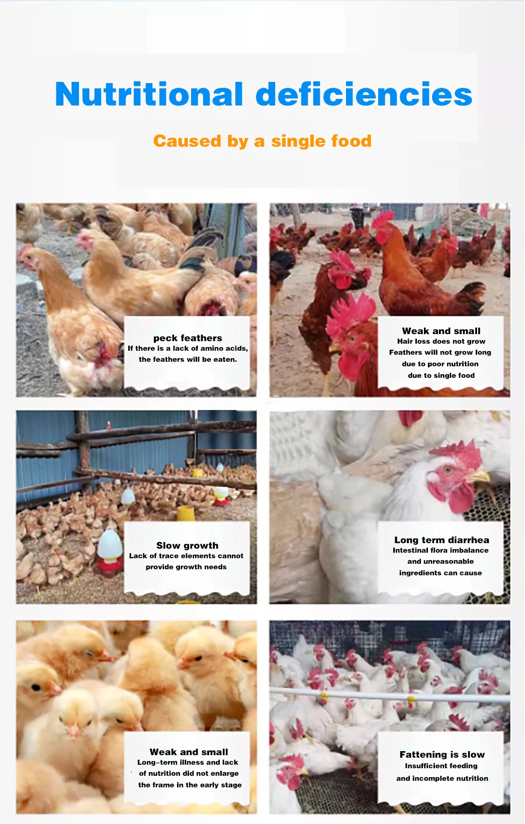 Poultry feed