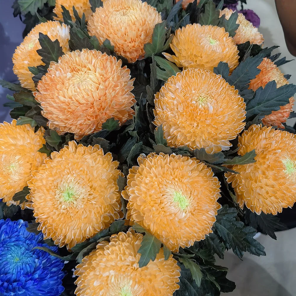 Wholesale Fresh Cut Rose Plants Spray Rose Rosa Yellow Orange Roses Bouquet Flower For Decoration
