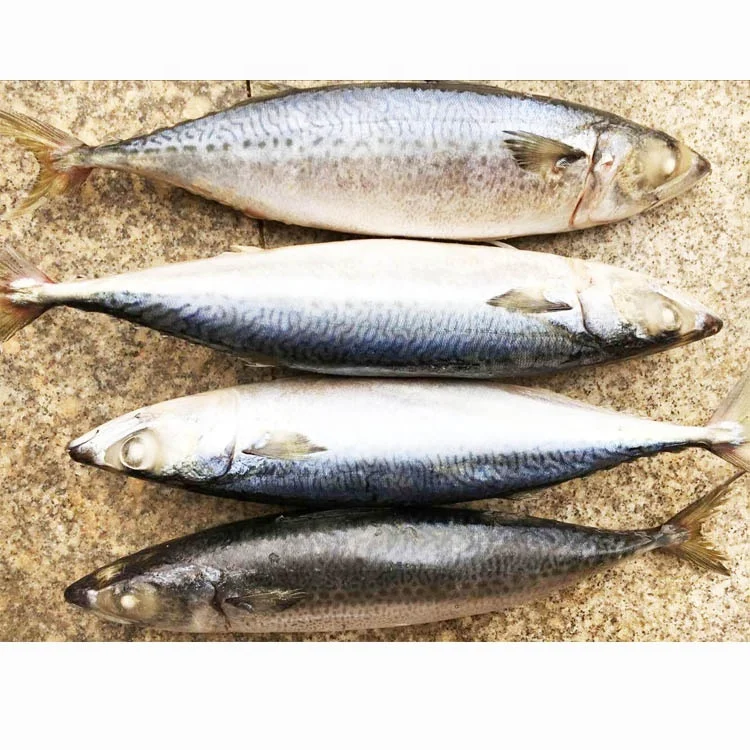 Замороженная Тихоокеанская скумбрия BQF латинская фамилия Scomber Japonicus