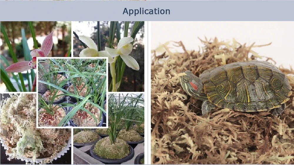 150G Long Fibered Sphagnum Moss For Potting Sarracenia Pitcher Plants Carnivorous Plants