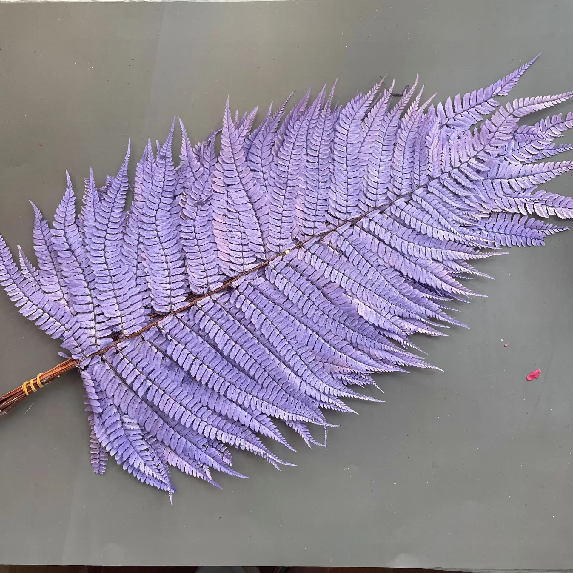 Immortal fern leaf mangosteen leaves dried flowers home decoration shooting props natural real flower leaves