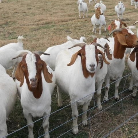 
100% Pureblood Mature boar goat for sale 