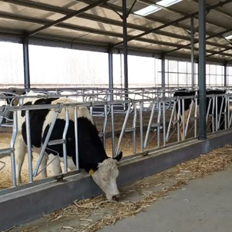 Farm feeding equipment customized cattle cangue goat square head cam lock