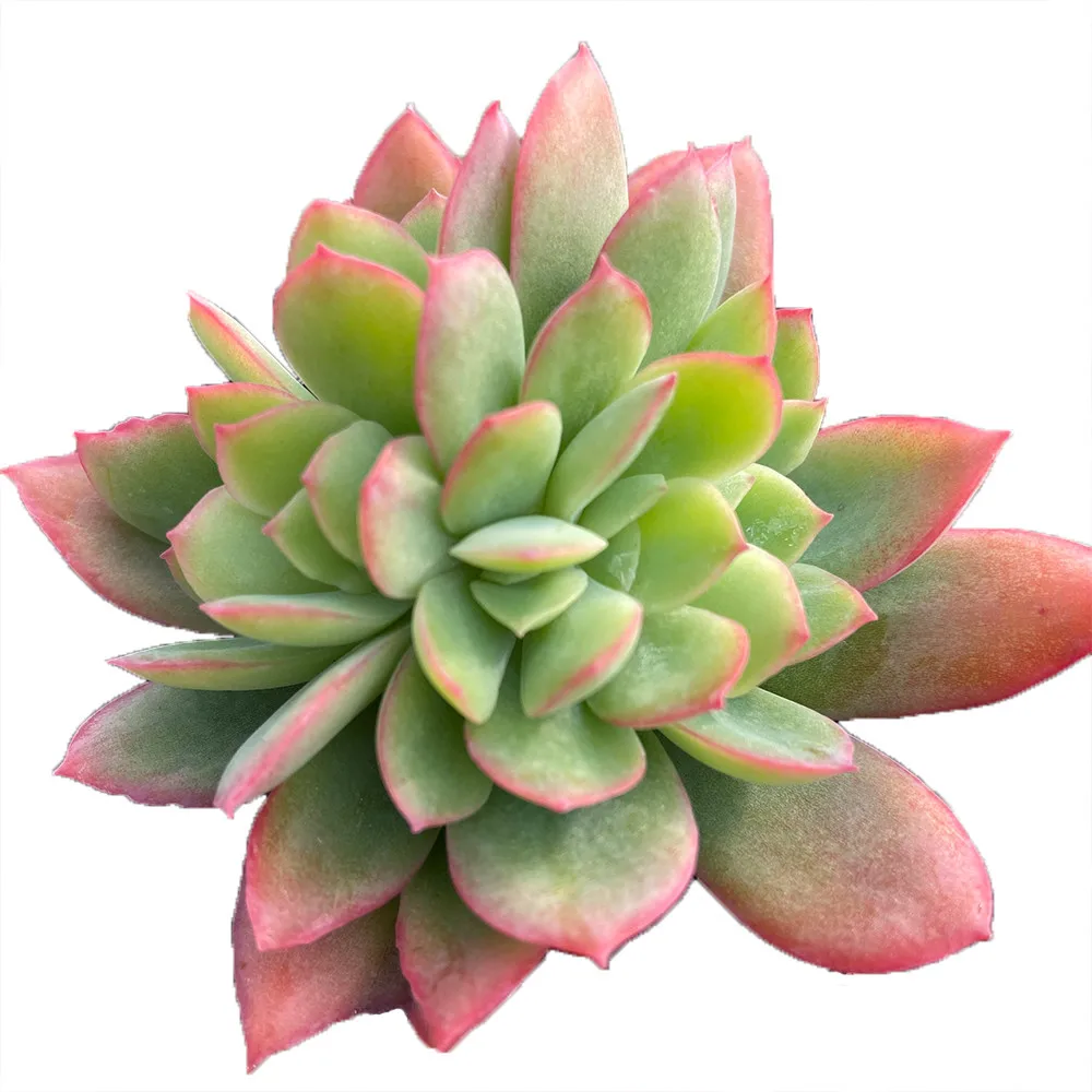 
Hot Sale About6cm Light Red Living Plants Small Plant Pot Succulent for Indoor Outdoor Bonsai Plants 