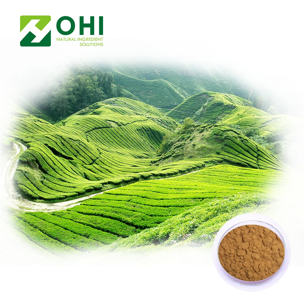 100% Nautral Green Tea Extract 20% L- Theanine Camellia sinensis O. Ktze 98% Polyphenols EGCG