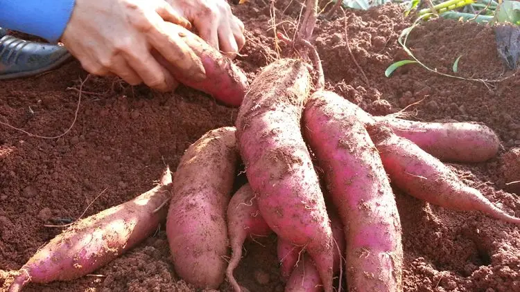{HOT - SALE} - Fresh Sweet Patato/ High quality cheap fresh organic purple sweet potato in Vietnam market