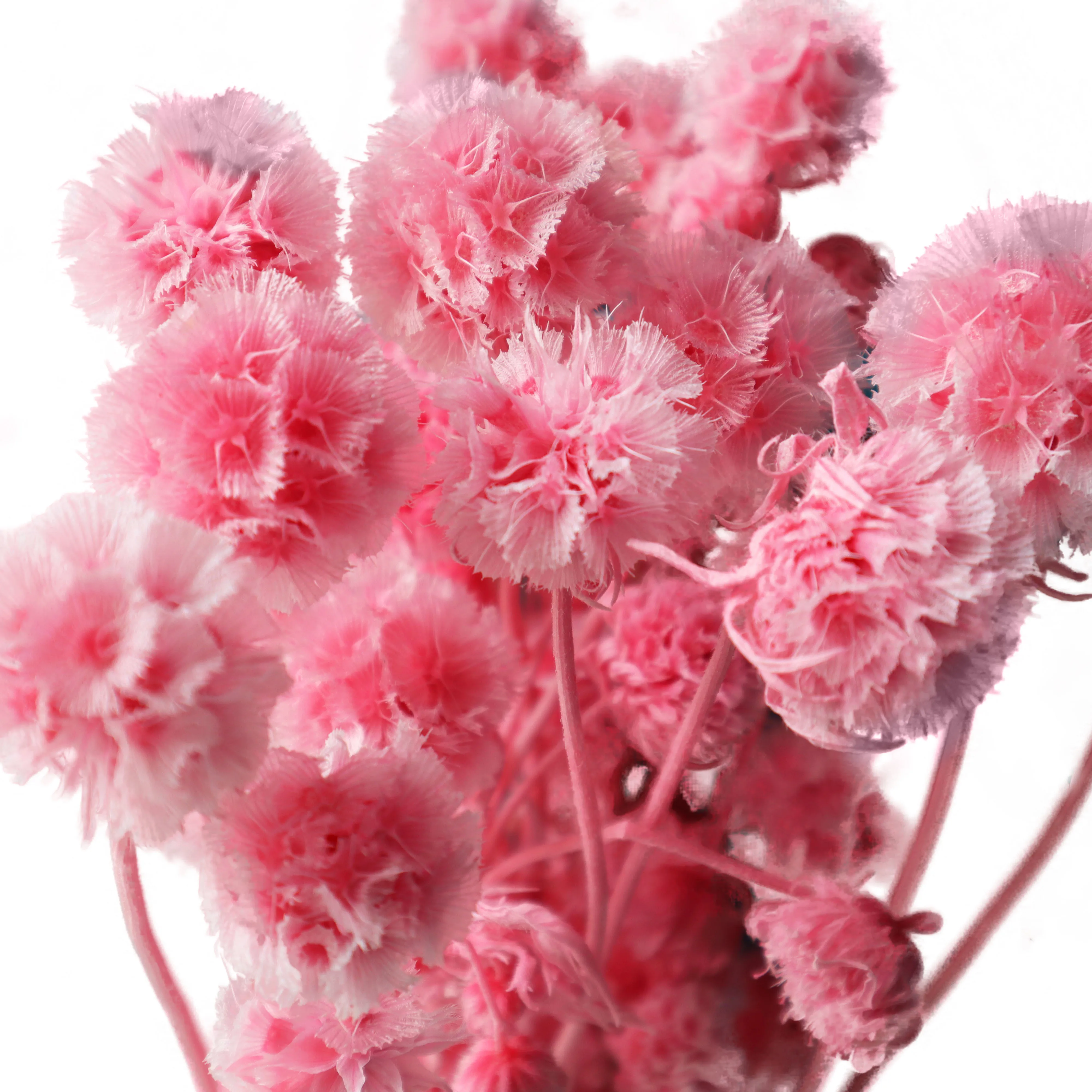 2021 Hot Selling Real Preserved Dried Flower Windmill Fruit Flower Nature Plant Preserved Flowers