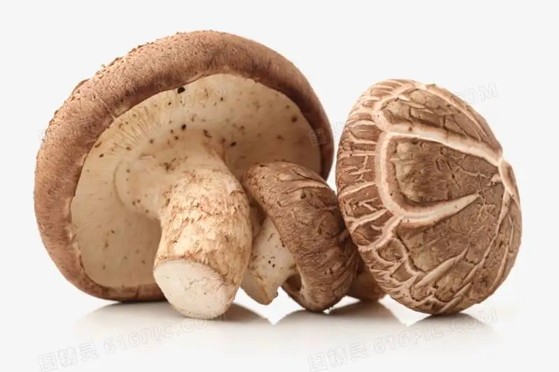 factory price canned seasoned shiitake mushrooms whole