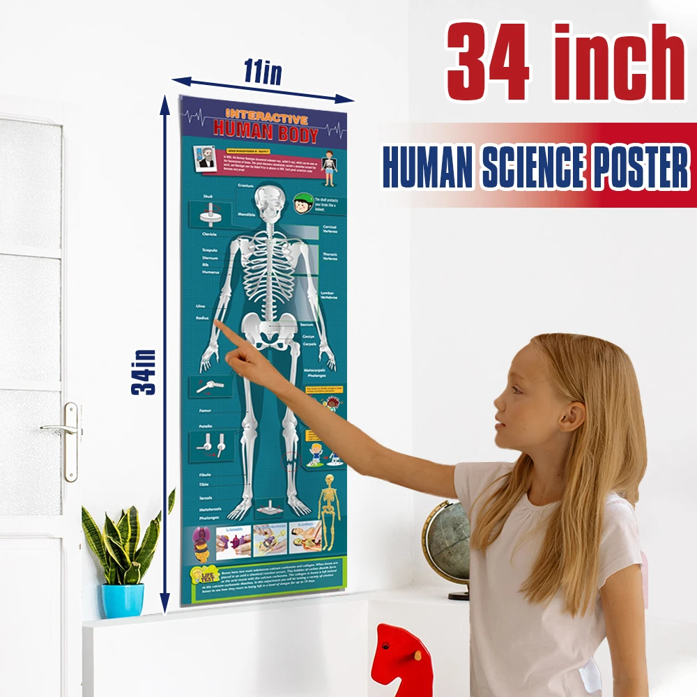 DIY Educational Stem Toy Kids Anatomy Toys 3D Interactive Human Body Model Toys for Kids 8-12 Years