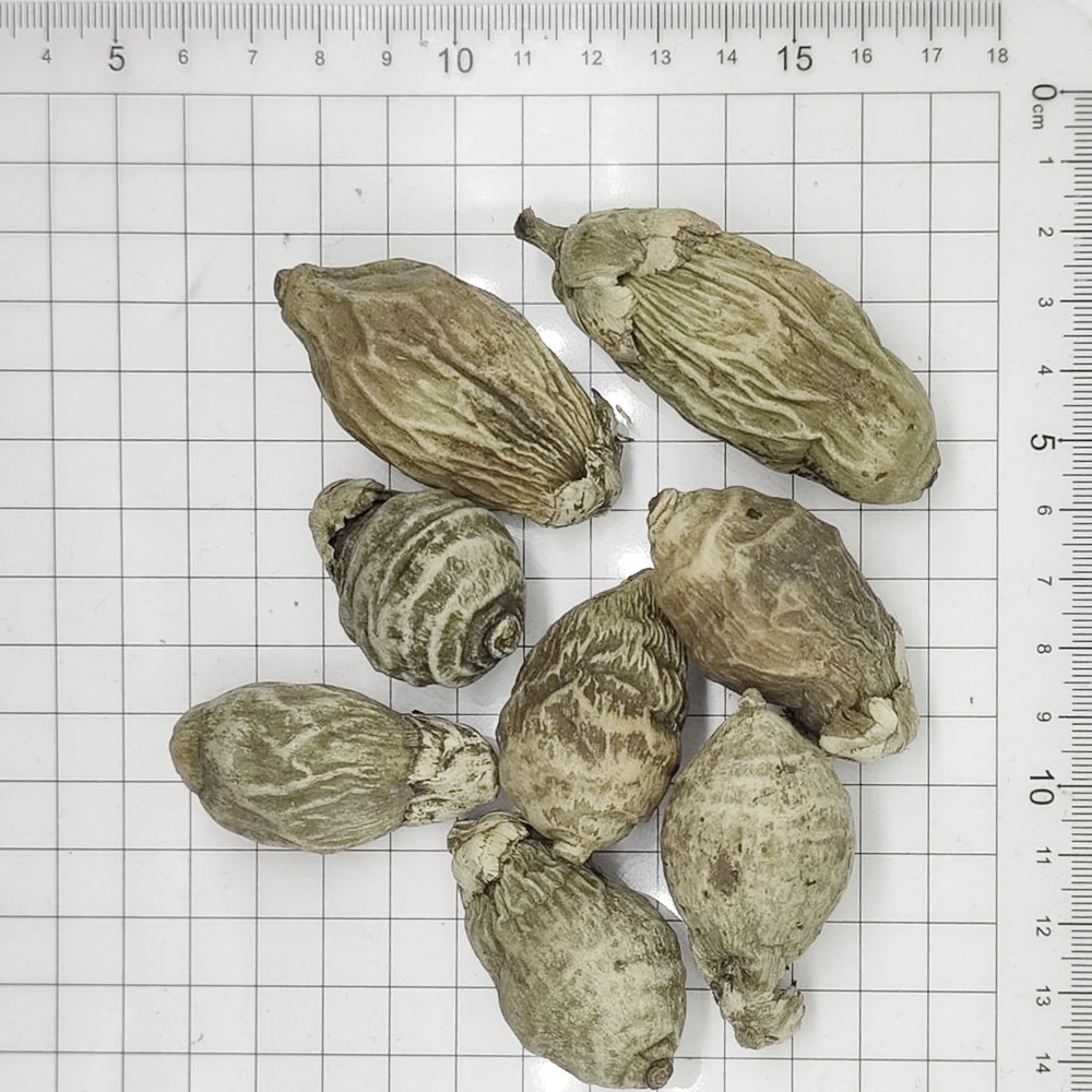 Wholesale nuts buyers betel nut areca catechu dried  areca-nut