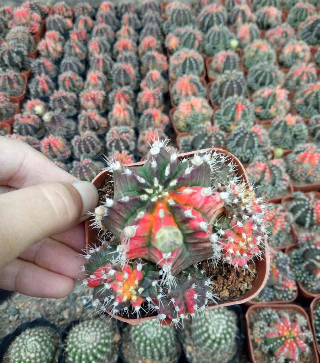  Низкая цена натуральная красота настоящие растения кактус gymnocalydium mihanovichii variegata для