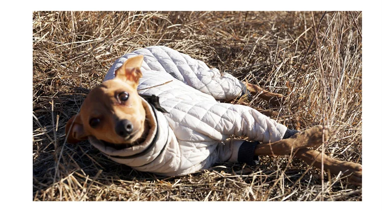 Qiqu Pet Supplies Custom New Designer Luxury Dog Warm Coat High Collar Italian greyhound iggy whippet Warm dog Cotton clothing