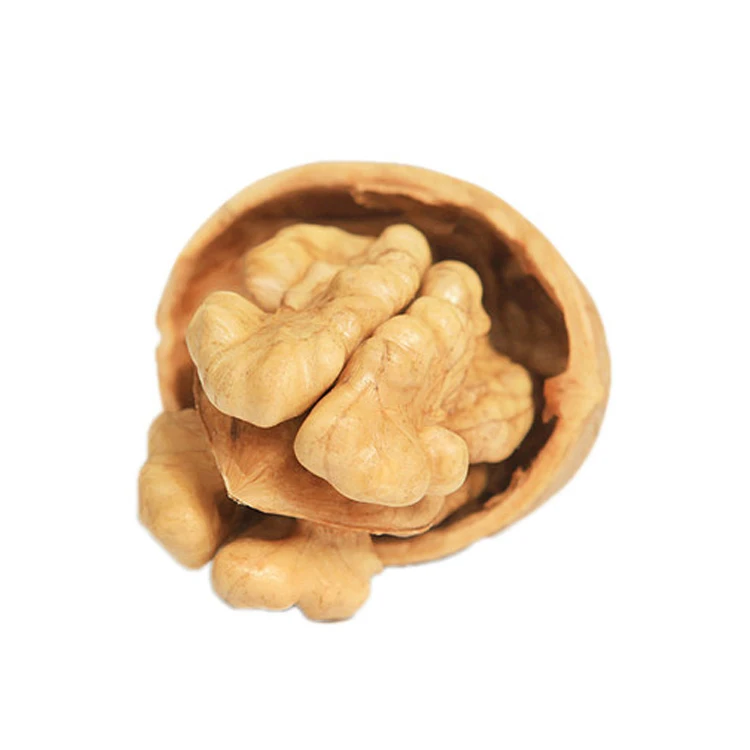 Маленький орех в Ракушке китайский маленький орех