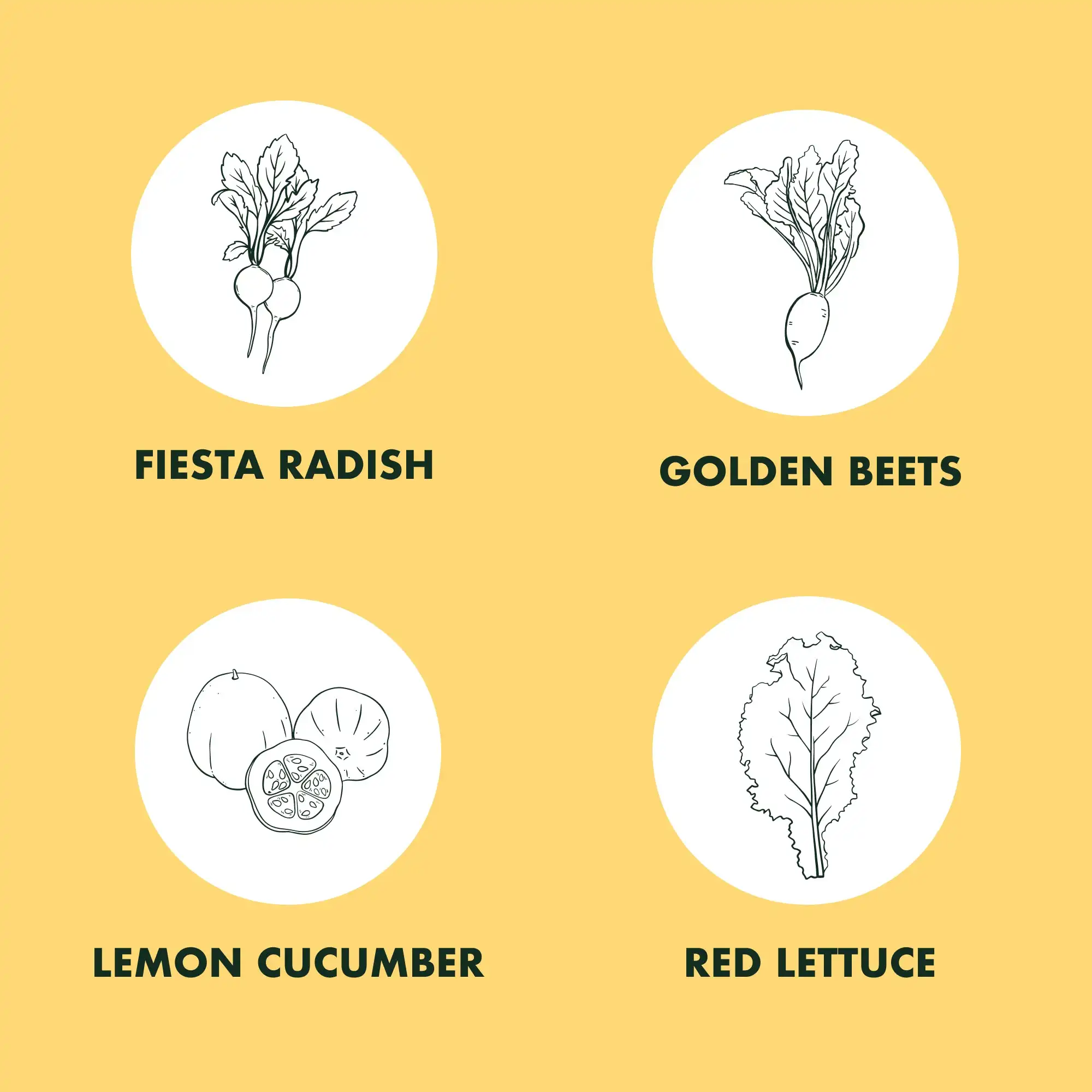 Radish Golden Beets Red Lettuce  Lemon Cucumber fruit and vegetable garden vegetable hydroponics grow cabinet herb starter kit